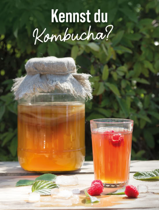 Kombucha 1